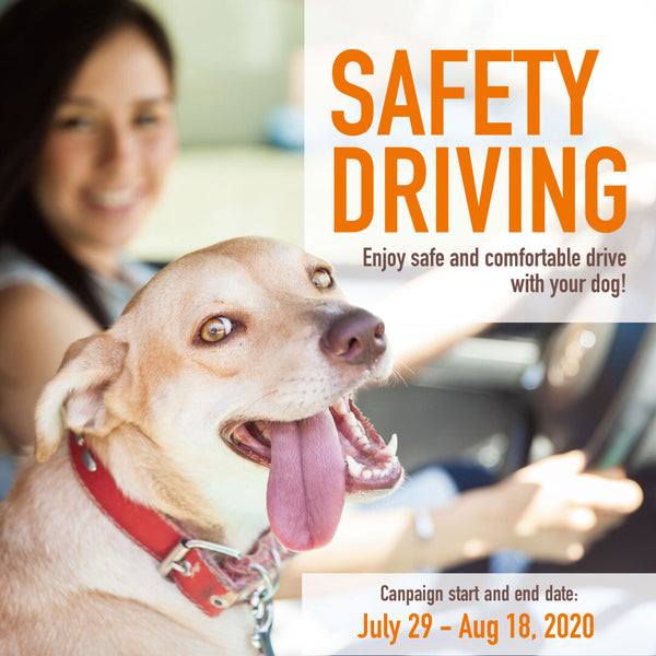 SAFETY DRIVING - 3 important ideas to go out with your pets